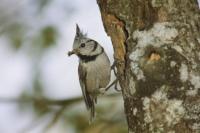 Lophophanes cristatus