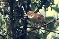 Sylvia communis