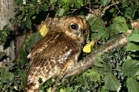 Strix aluco