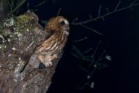 Strix aluco
