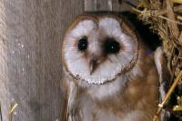 Tyto alba