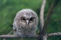 Strix aluco