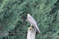 Accipiter nisus
