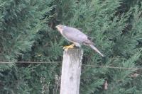 Accipiter nisus