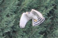 Accipiter nisus