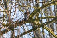 Turdus pilaris