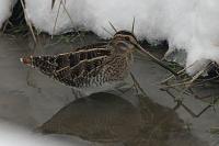 Gallinago gallinago