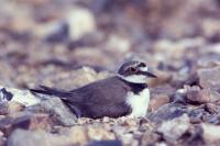 Charadrius dubius