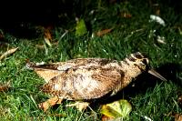 Scolopax rusticola