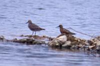 Calidris canutus
