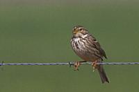 Emberiza calandra