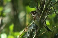 Emberiza schoeniclus