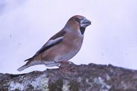 Coccothraustes coccothraustes