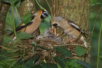Coccothraustes coccothraustes