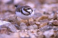 Charadrius dubius