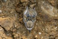 Charadrius dubius
