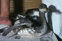 Podiceps grisegena