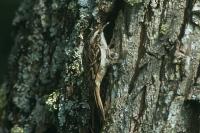 Certhia brachydactyla