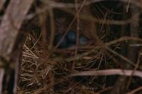 Turdus philomelos