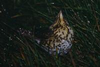 Turdus philomelos