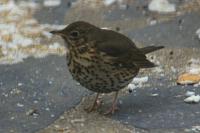 Turdus philomelos