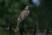 Turdus viscivorus