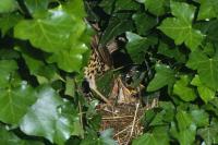 Turdus viscivorus