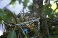 Turdus viscivorus