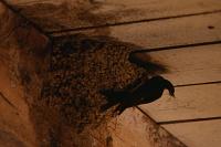 Delichon urbicum