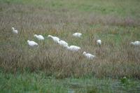 Bubulcus ibis