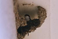 Delichon urbicum