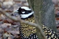 Syrmaticus reevesii