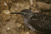 Tringa ochropus