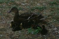Anas platyrhynchos