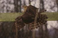 Accipiter nisus