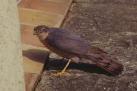 Accipiter nisus