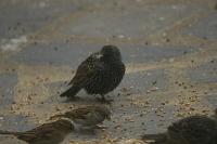 Sturnus vulgaris
