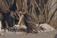 Sturnus vulgaris