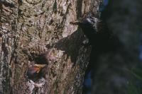 Sturnus vulgaris