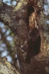 Sturnus vulgaris