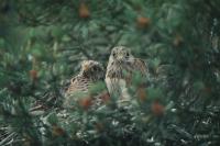 Falco tinnunculus