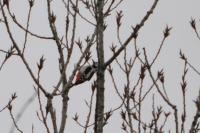 Dendrocopos major