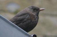 Turdus merula