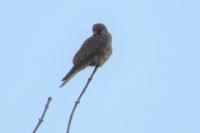 Falco tinnunculus