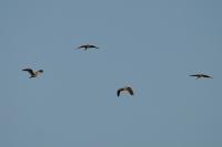 Ardea cinerea