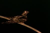 Caprimulgus europaeus