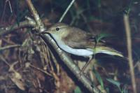 Phylloscopus bonelli