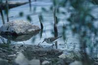 Calidris minuta