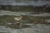 Calidris alpina