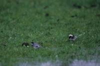 Motacilla alba yarrellii